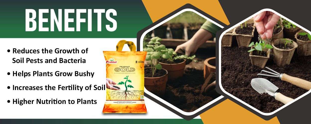 Prabhat Gold Website Banner (1250 x 500)