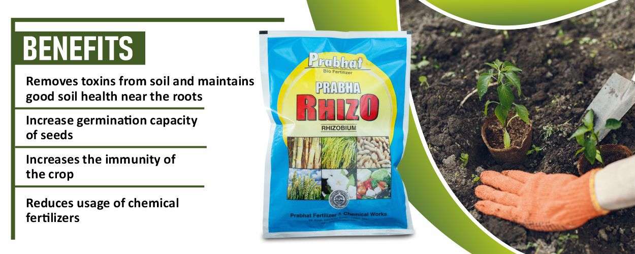 Rhizo Website Banner (1250 x 500)
