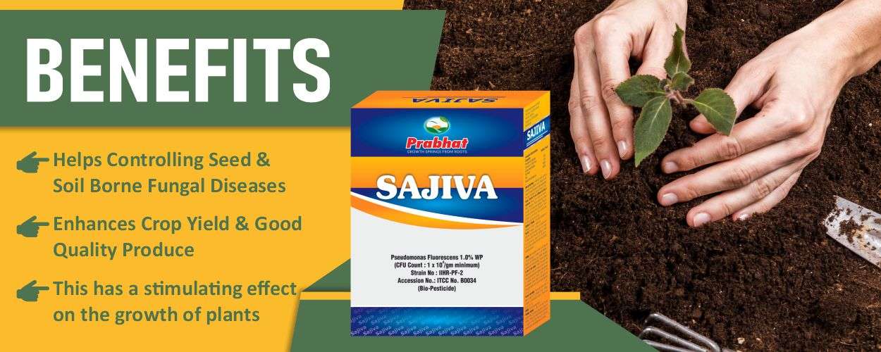 Sajiva Website Banner (1250 x 500)