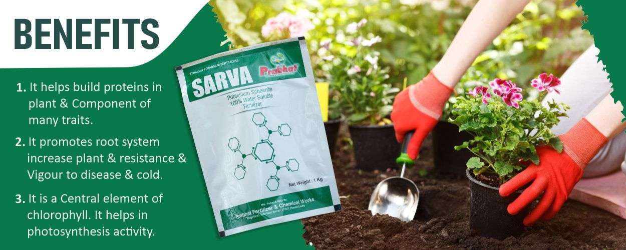 Sarva Website Banner (1250 x 500)