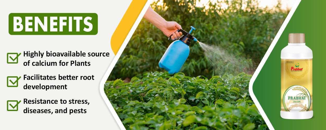 Calcure Website Banner (1250 x 500)